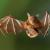 Γιατί οι νυχτερίδες μπορούν να ονειρεύονται