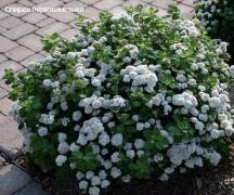 Catalog of deciduous shrubs for the garden Shrub with white tassels