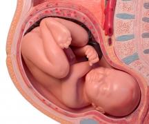 Foto des Fötus, Foto des Bauches, Ultraschall und Video über die Entwicklung des Kindes