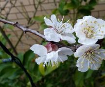Measures to control apricot pests and diseases
