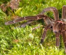 Traumdeutung einer großen Spinne Warum träumt eine Frau von einer großen, schönen Spinne?