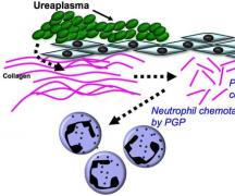 Why during treatment of ureaplasma