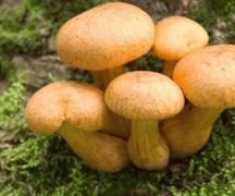 Why do you dream about mushrooms - interpretation from dream books
