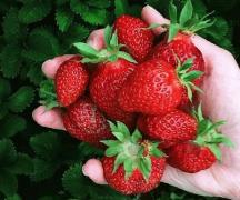 What to plant after strawberries next year