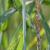 Как да се лекува ръжда по листата на стайни растения