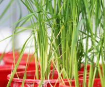 Vrste žitnih biljaka.  Što su žitarice?  Žitarice: vrste, karakteristike uzgoja, korisna svojstva.  Biljke poput trave: šaš i rogoz
