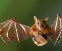 Γιατί οι νυχτερίδες μπορούν να ονειρεύονται ένα όνειρο για ένα δάγκωμα νυχτερίδας